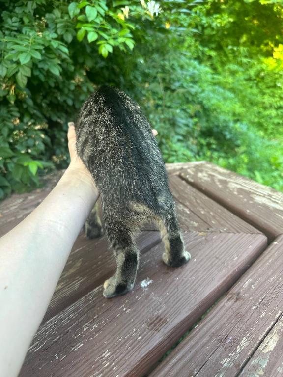 Bob Tail American Bobtail Girl photo 2