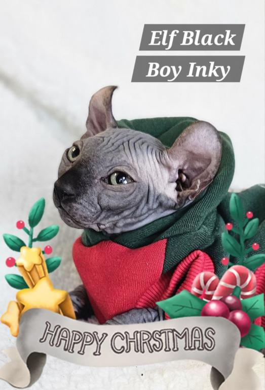 Sphynx Elf Boy Black Color Xmas photo 15