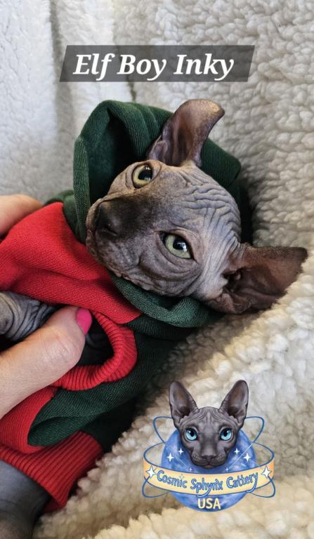 Sphynx Elf Boy Black Color Xmas photo 14
