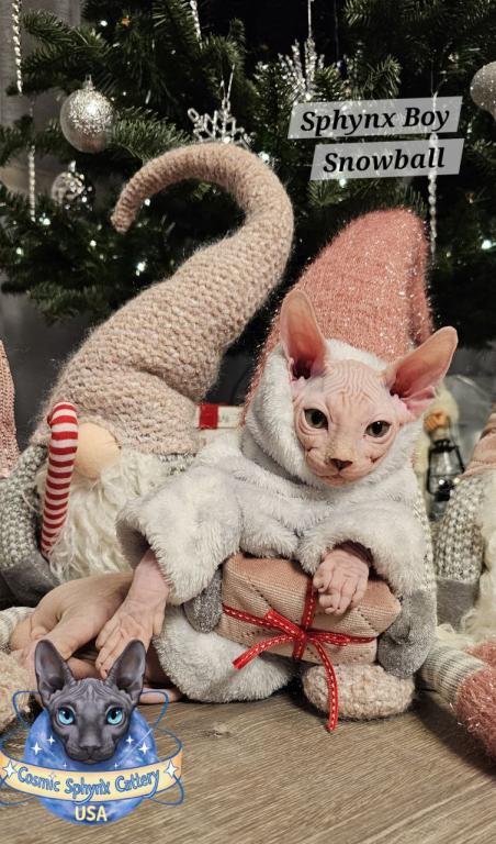 Sphynx Elf Boy Black Color Xmas photo 7