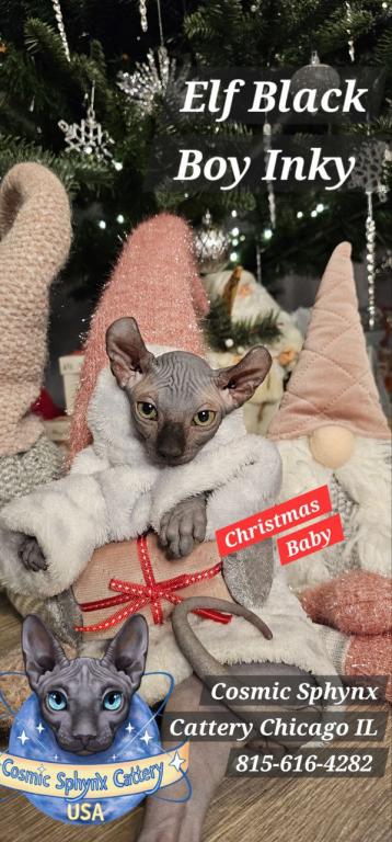 Sphynx Elf Boy Black Color Xmas photo 12