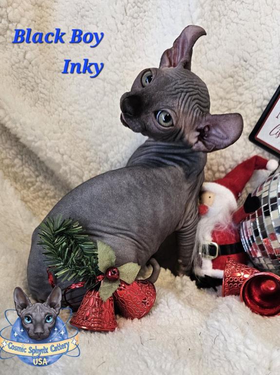 Sphynx Elf Boy Black Color Xmas photo 9