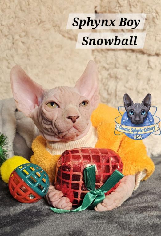 Sphynx Elf Boy Black Color Xmas photo 5