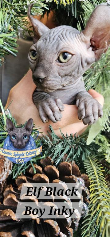 Sphynx Elf Boy Black Color Xmas photo 13