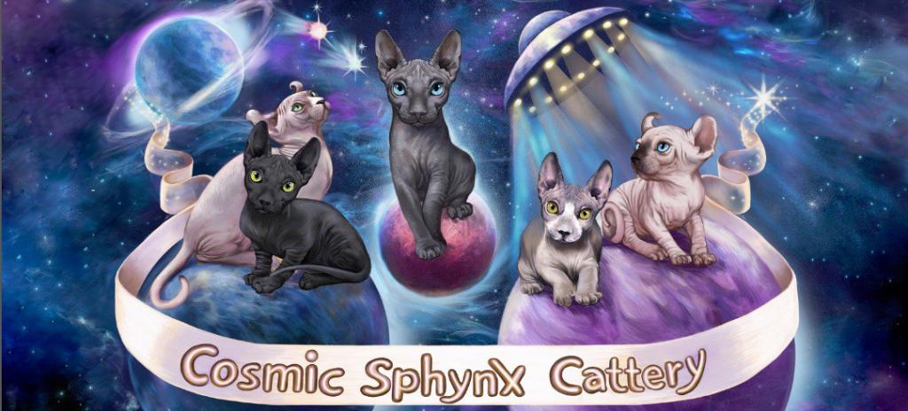 Sphynx Elf Boy Black Color Xmas photo 3