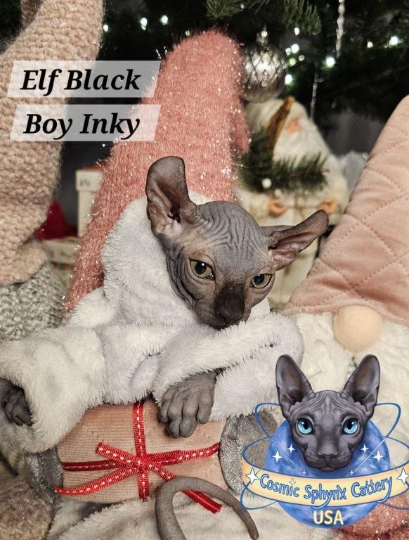 Sphynx Elf Boy Black Color Xmas photo 11