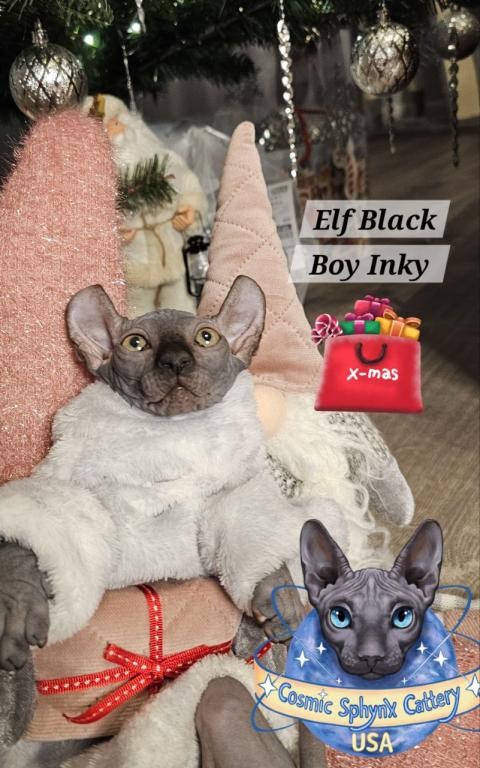 Sphynx Elf Boy Black Color Xmas photo 10