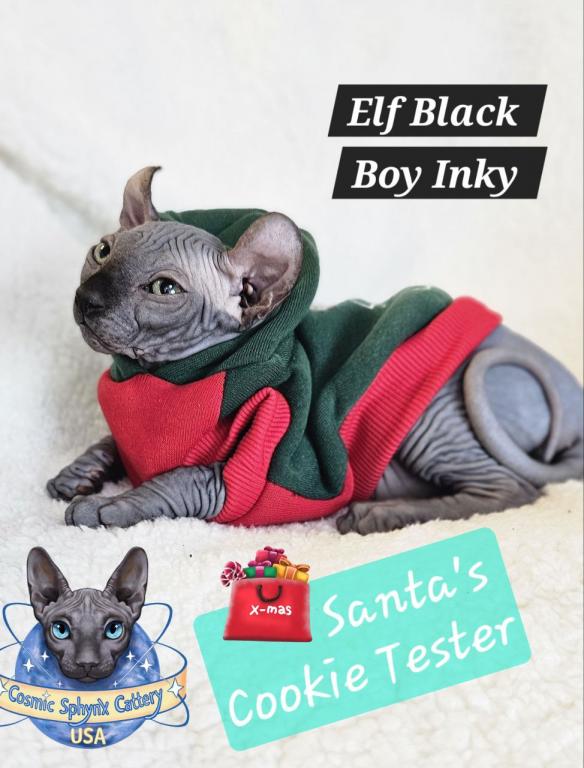 Sphynx Elf Boy Black Color Xmas photo 16