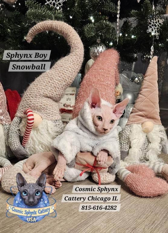 Sphynx Elf Boy Black Color Xmas photo 6