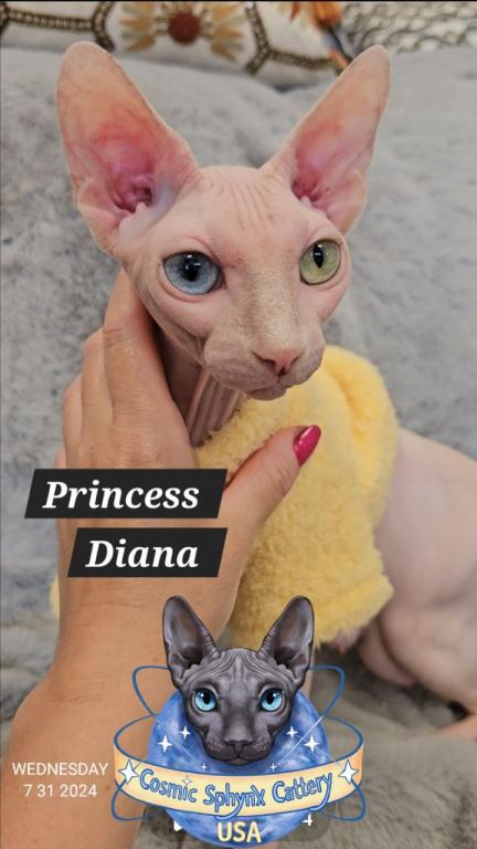 Sphynx Elf Boy Black Color Xmas photo 17