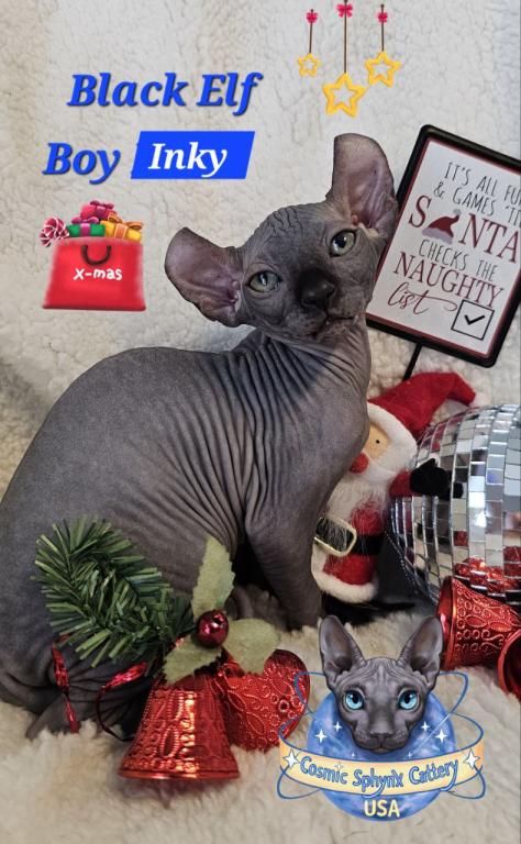 Sphynx Elf Boy Black Color Xmas photo 8