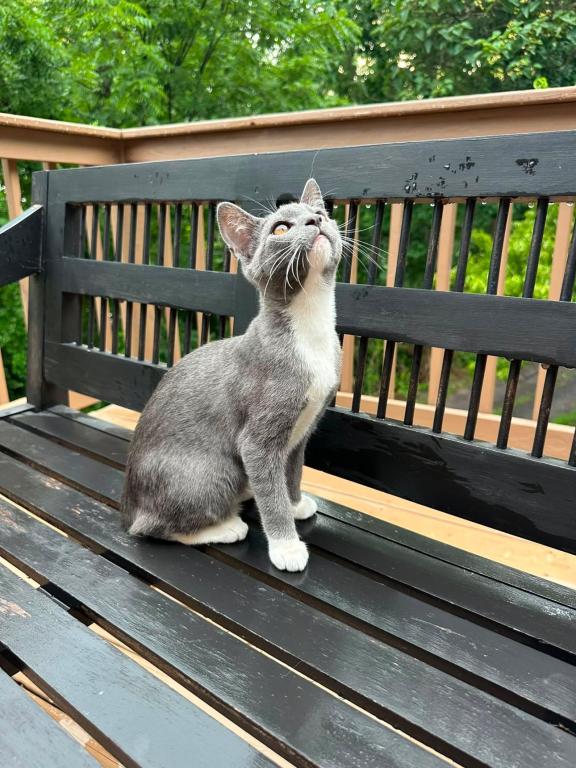 American Bobtails Girl photo 7
