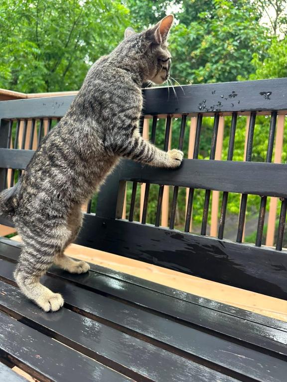 American Bobtails Girl photo 9