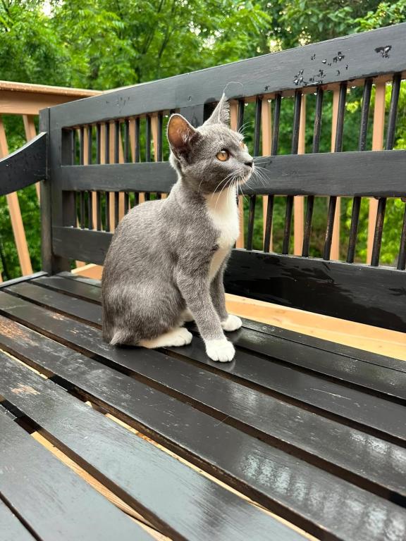 American Bobtails Girl photo 5