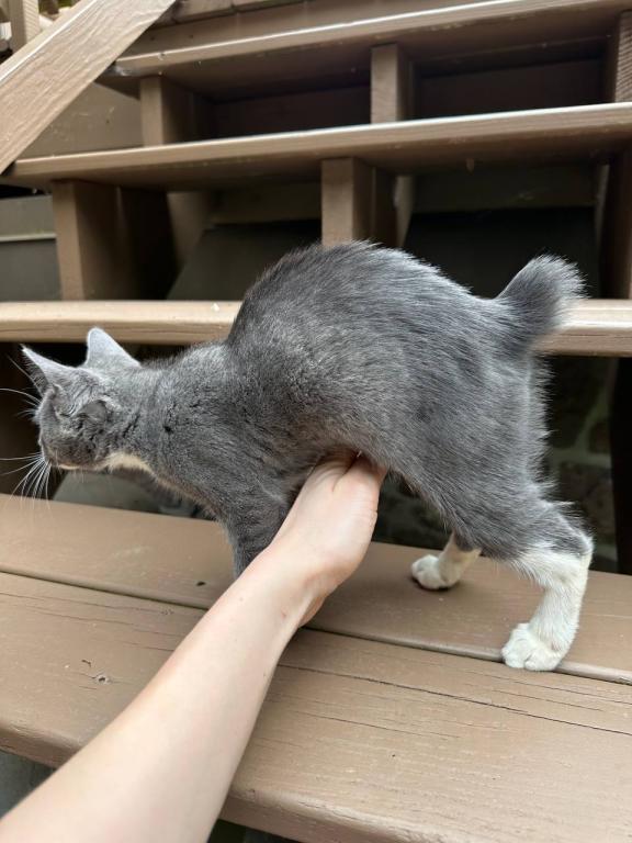 Bobtail Purebred photo 12