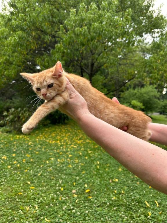 Bobtail Purebred photo 17
