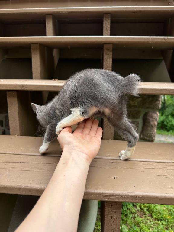 American Bobtail Girl photo 3