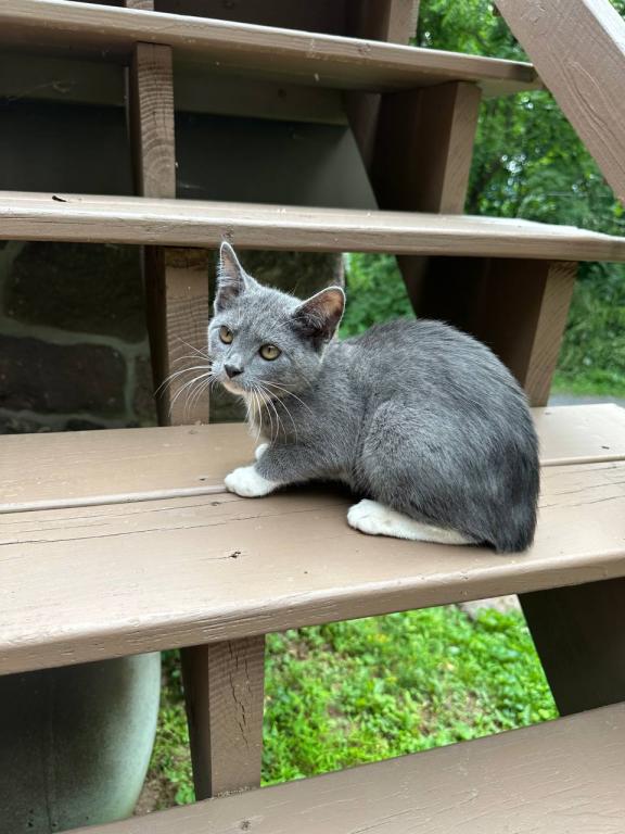 American Bobtail Girl photo 12