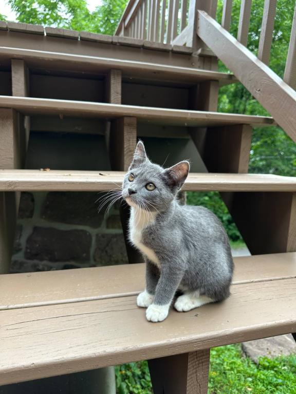 American Bobtail Girl photo 10