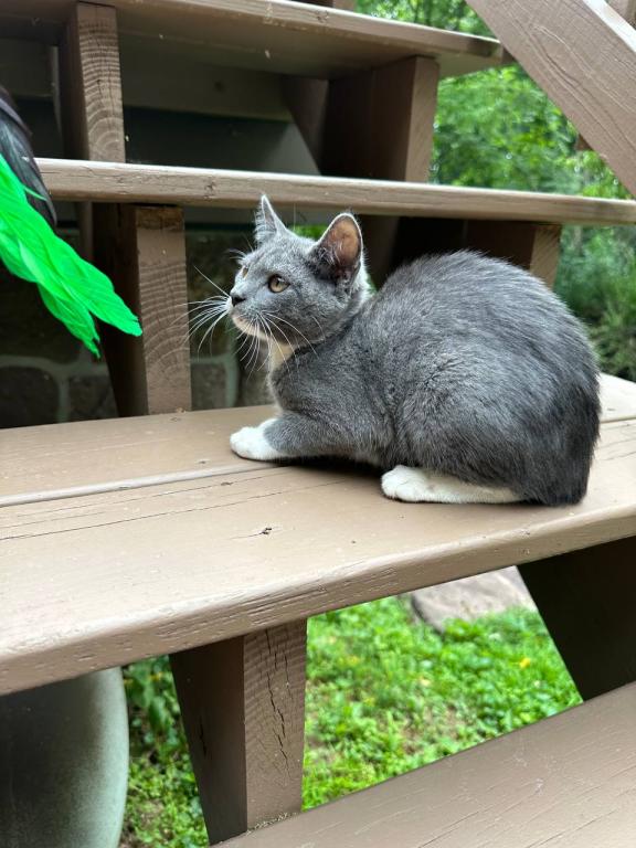 American Bobtail Girl photo 8