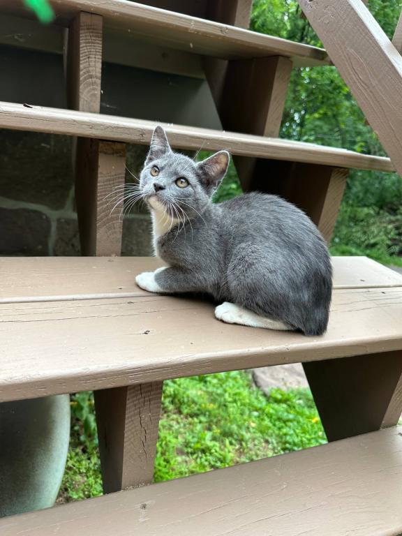 American Bobtail Girl photo 11