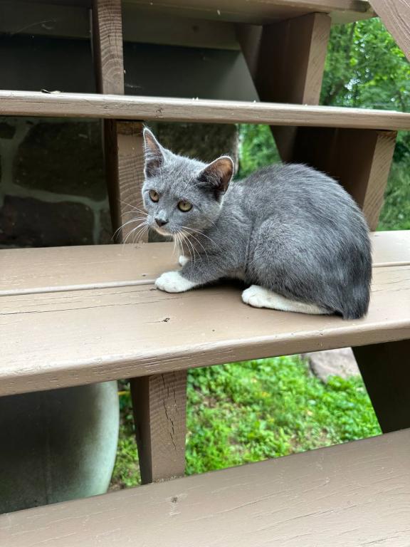 American Bobtail Girl photo 9