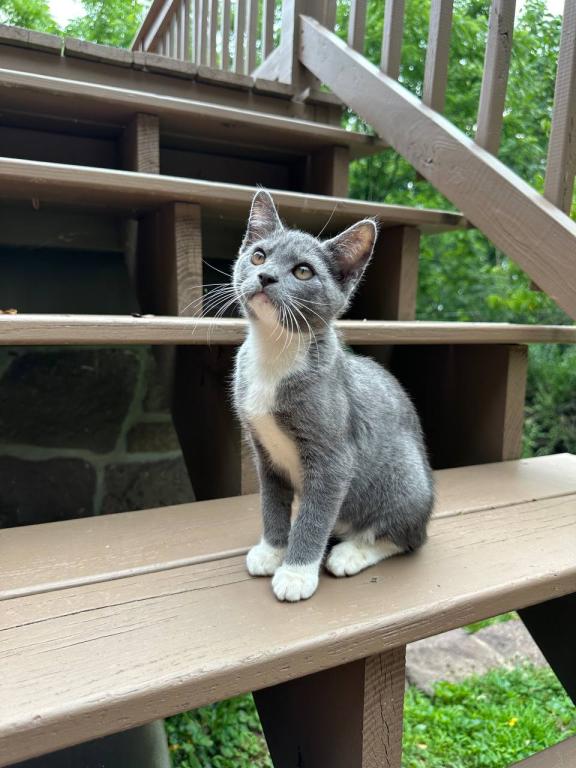 American Bobtail Girl photo 1