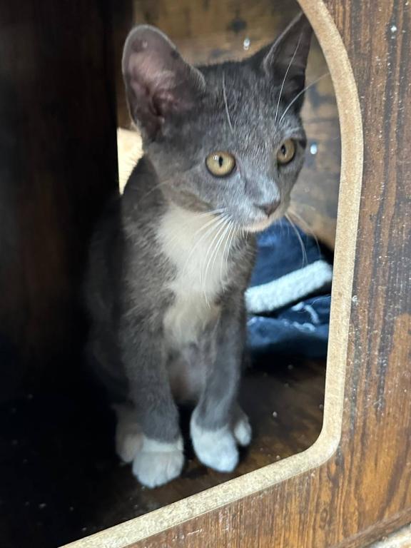 American Bobtail Girl photo 2