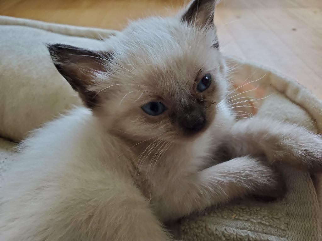 Seal Lynx Bicolor Ragdolls photo 2