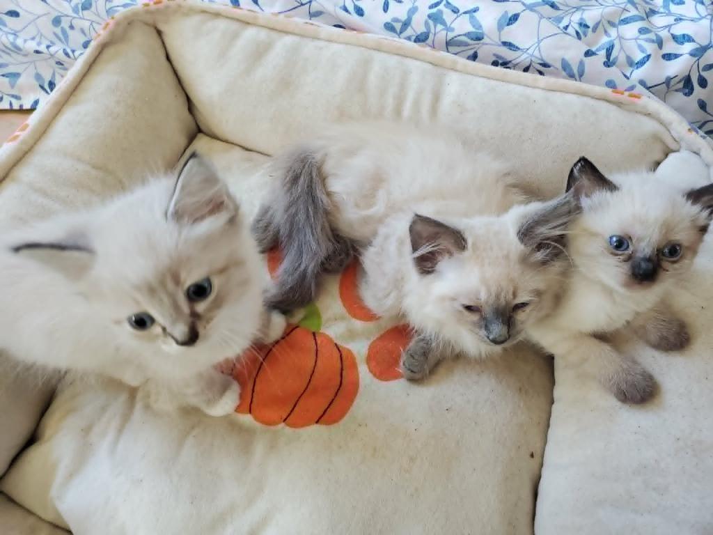 Seal Lynx Bicolor Ragdolls photo 4