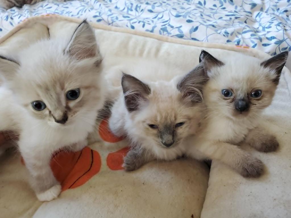 Seal Lynx Bicolor Ragdolls photo 1