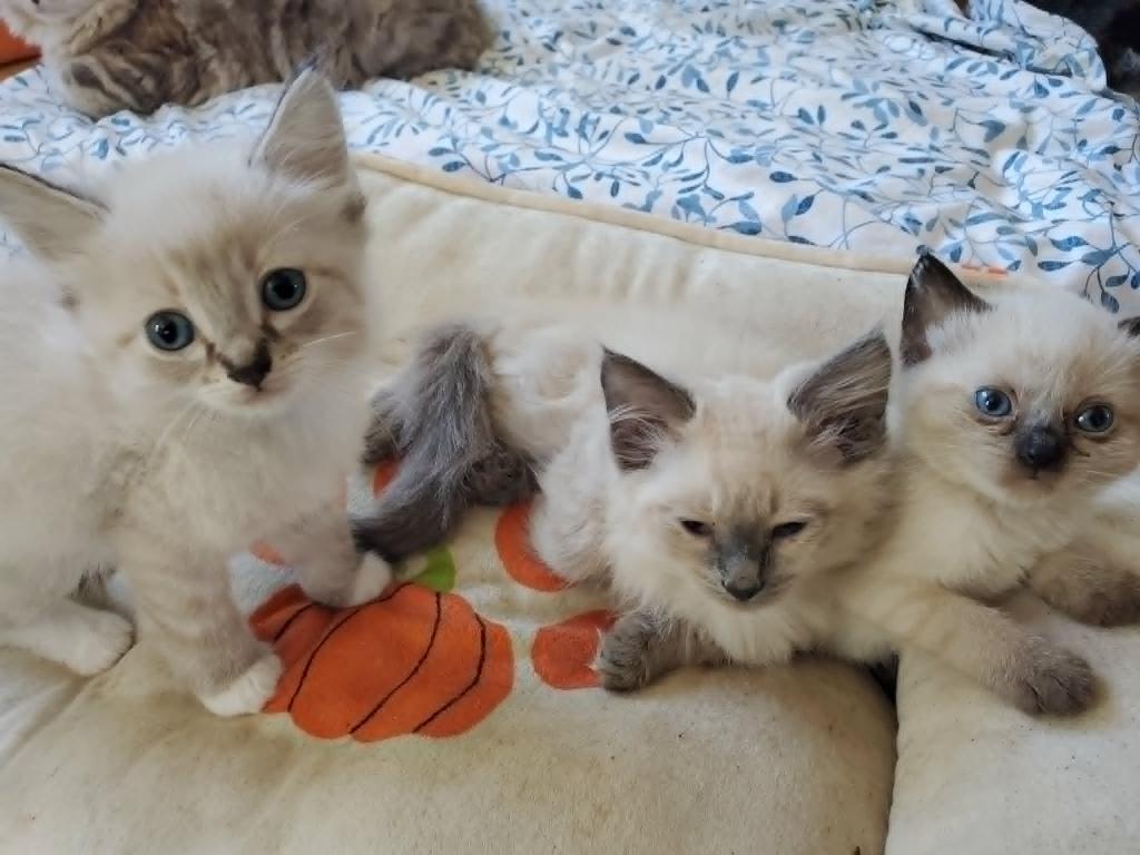 Seal Lynx Bicolor Ragdolls photo 5