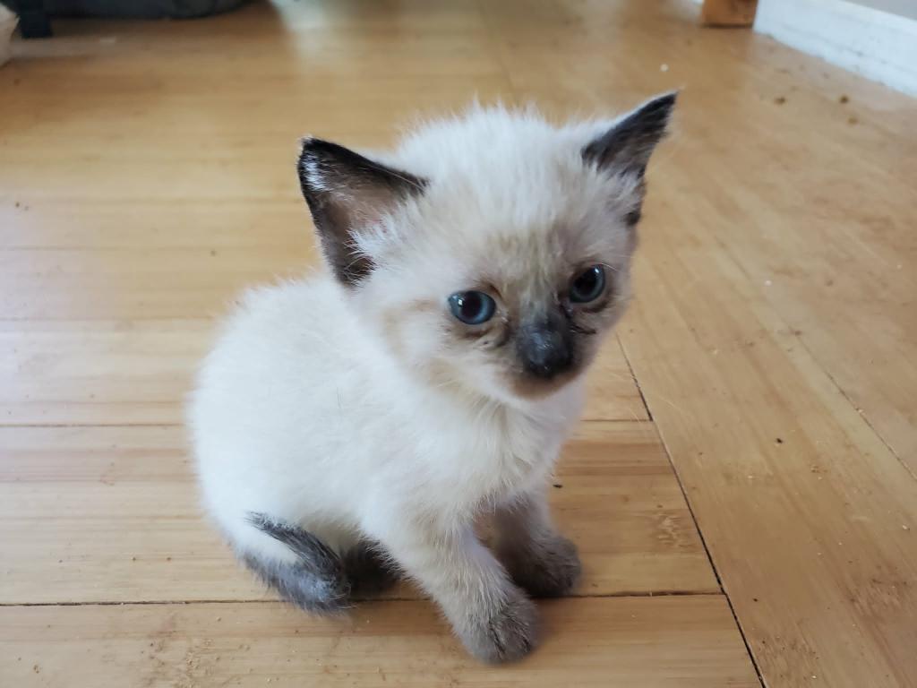 Seal Lynx Bicolor Ragdolls photo 3