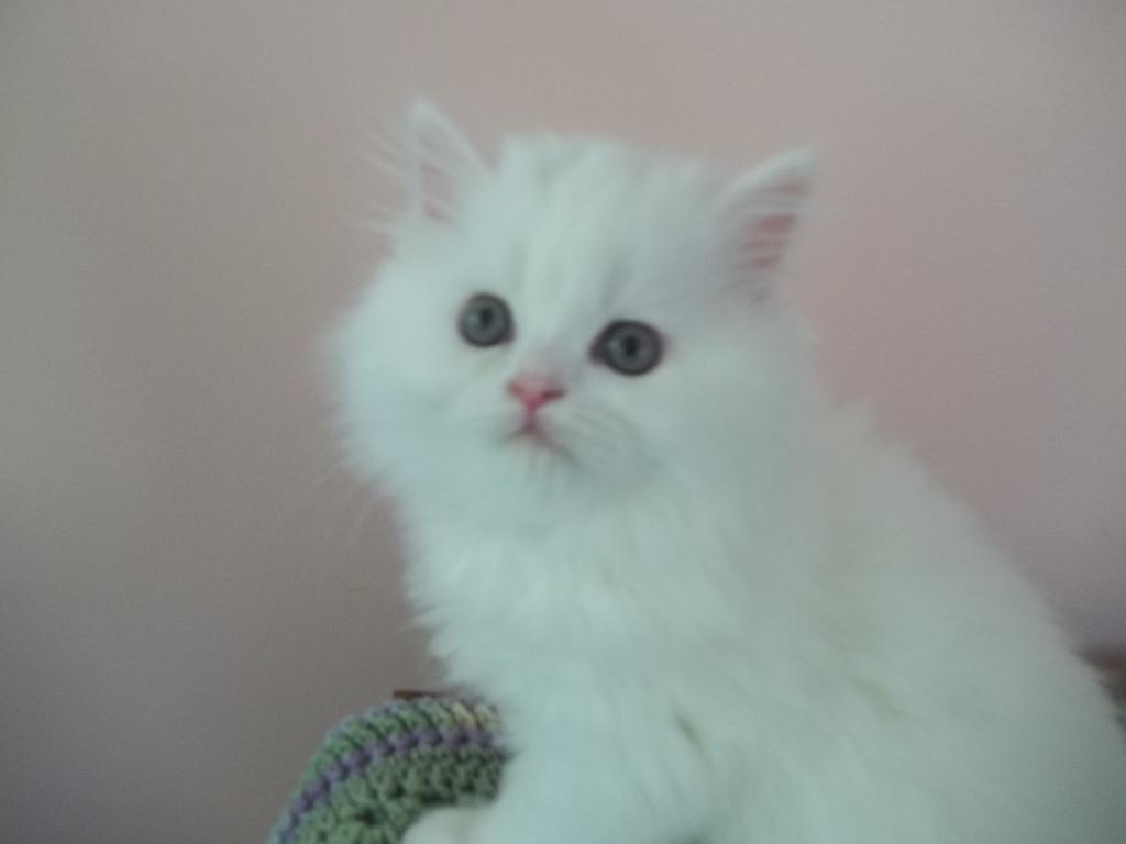 CHAMP photo 3
