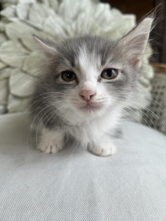 Louise
