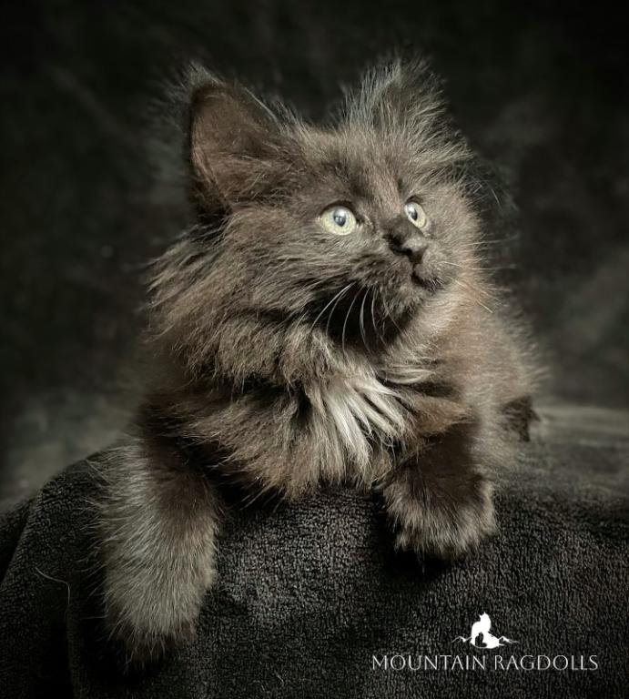 Black Ragdolls