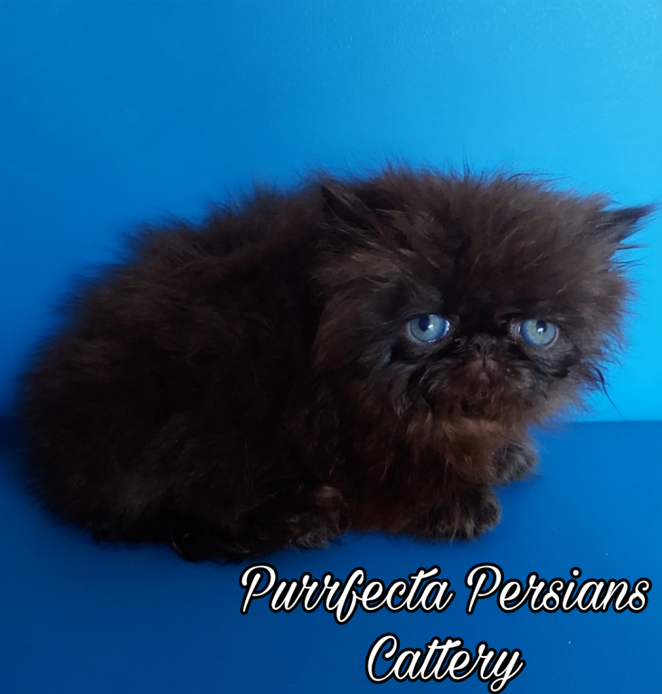 Cfa Chocolate Carrier Show Potential Male photo 1