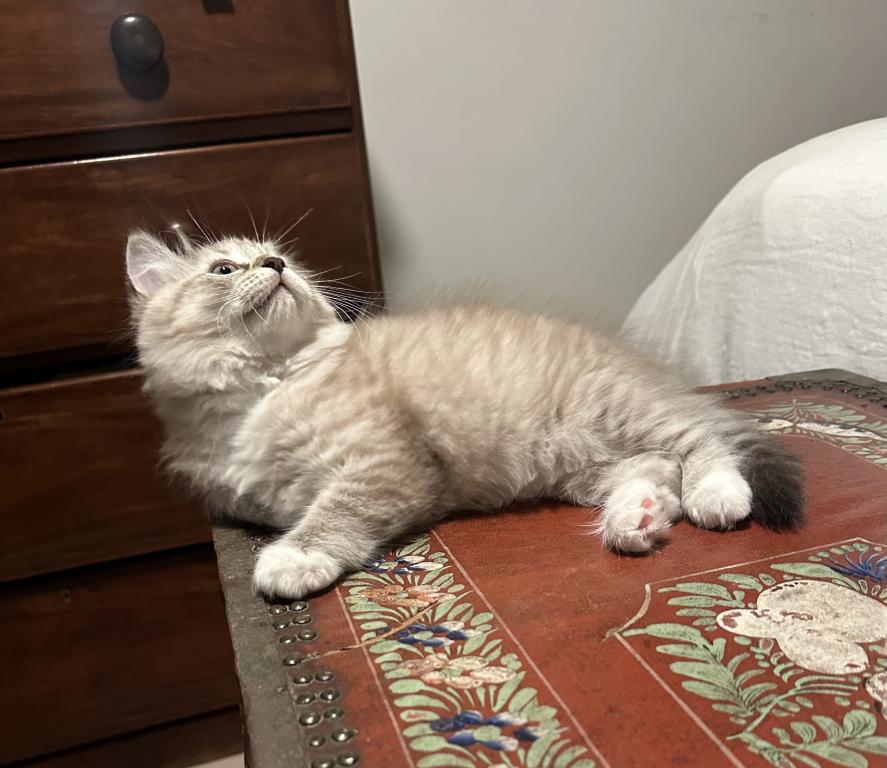 Mink Lynx Point Ragdoll Kittens photo 4