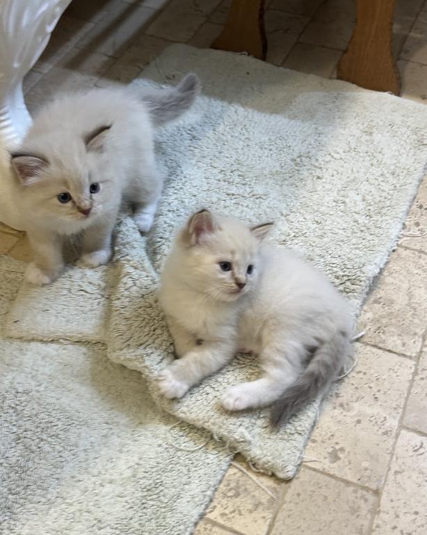 Mocha's Four Ragdoll Kittens photo 6