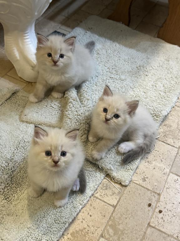 Mocha's Four Ragdoll Kittens photo 8