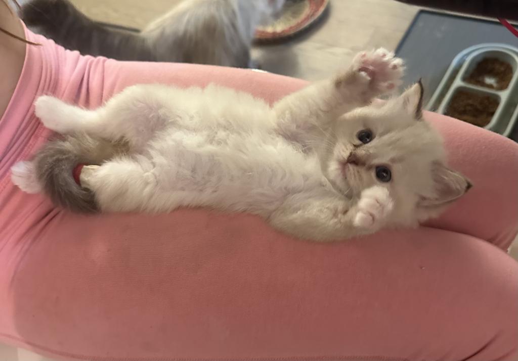 Mocha's Four Ragdoll Kittens