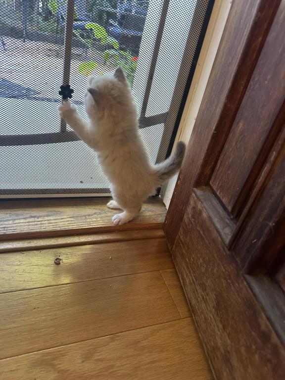 Mocha's Four Ragdoll Kittens photo 5