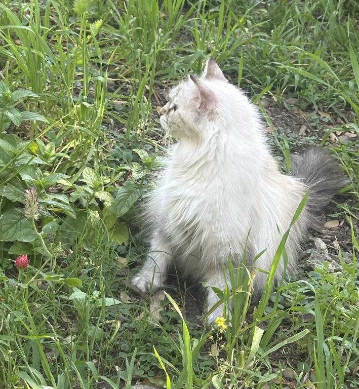 Mocha's Four Ragdoll Kittens photo 2