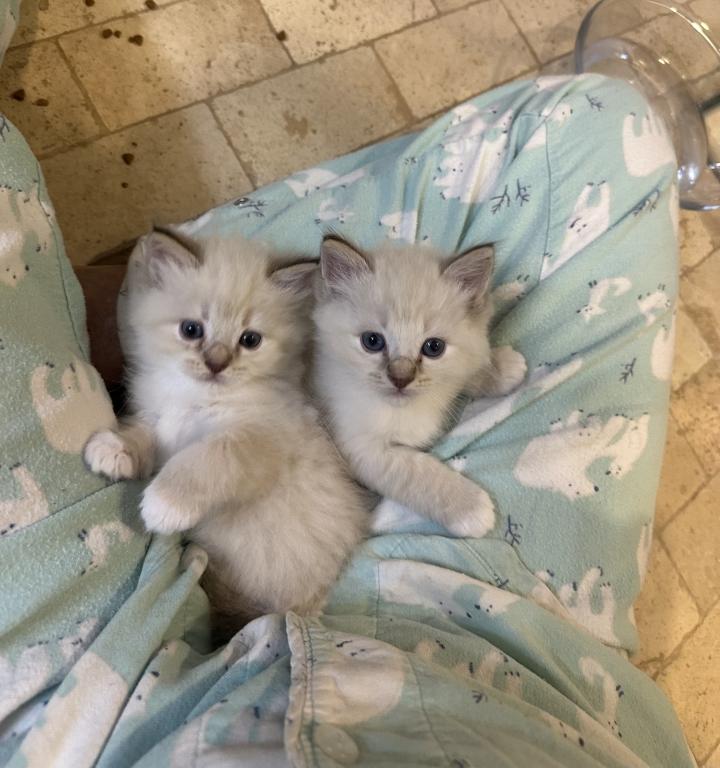 Mocha's Four Ragdoll Kittens photo 7