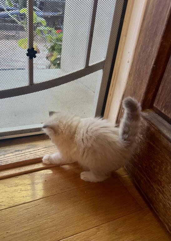 Mocha's Four Ragdoll Kittens photo 4