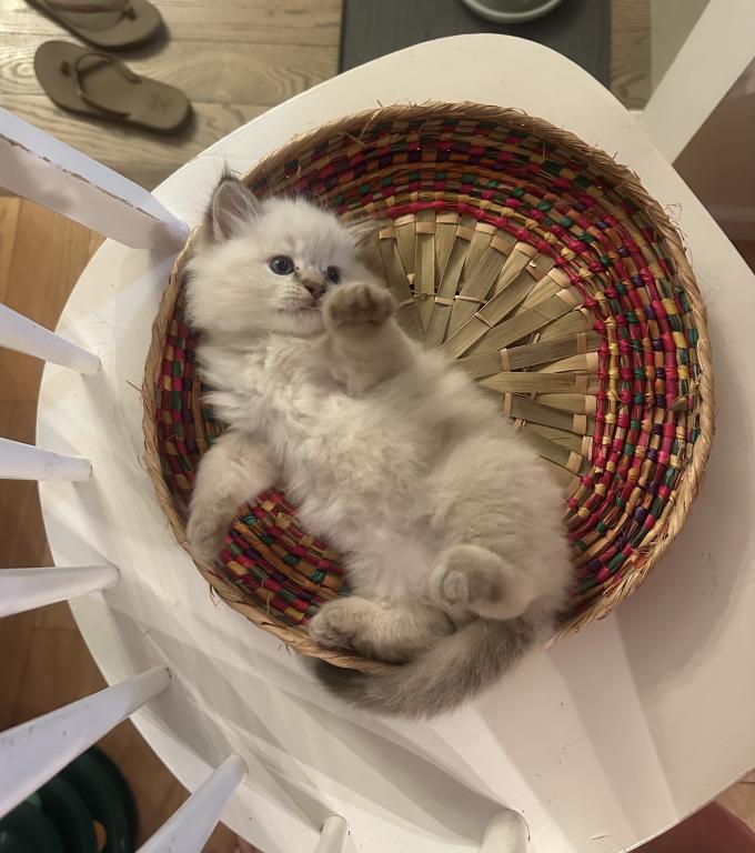 Mocha's Four Ragdoll Kittens photo 9