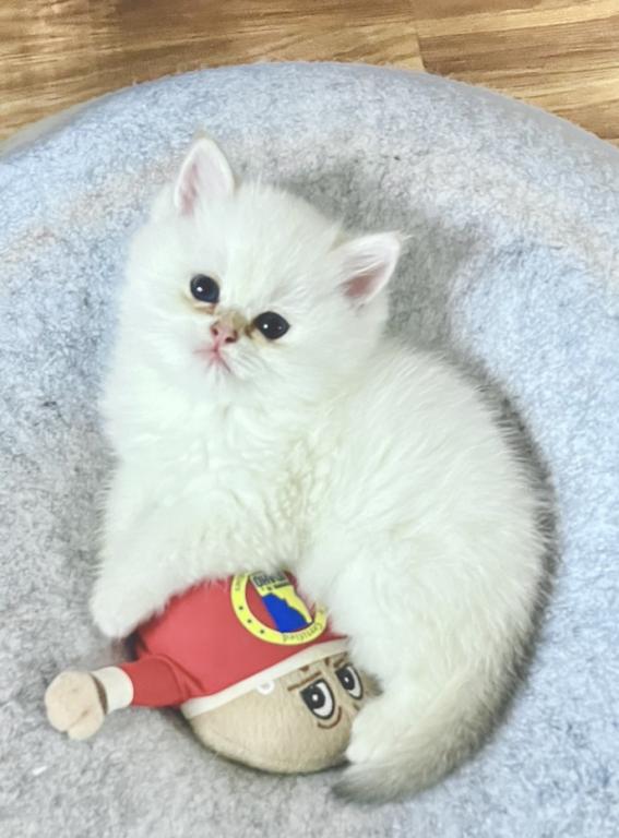 White Chinchilla photo 2