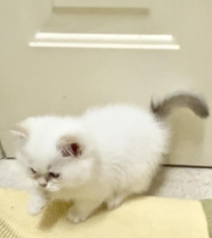 White Chinchilla photo 6