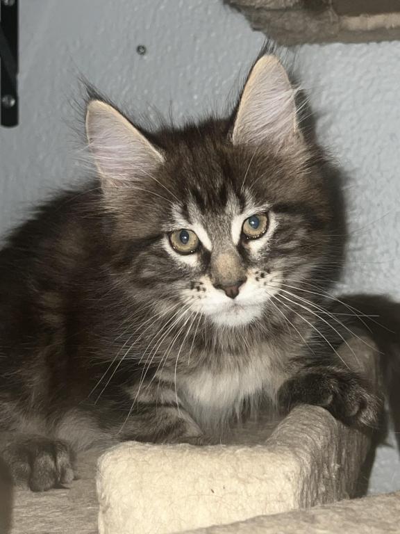Lilith Litter photo 2
