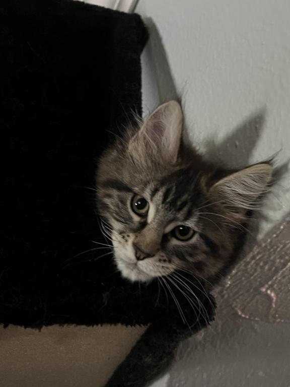 Lilith Litter photo 4